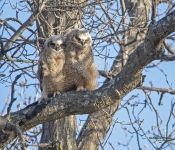 GreatHornedOwl800